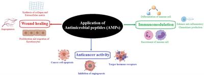 Antimicrobial Peptides: Novel Source and Biological Function With a Special Focus on Entomopathogenic Nematode/Bacterium Symbiotic Complex